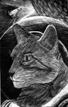 Space Cat-- Scratchboard
